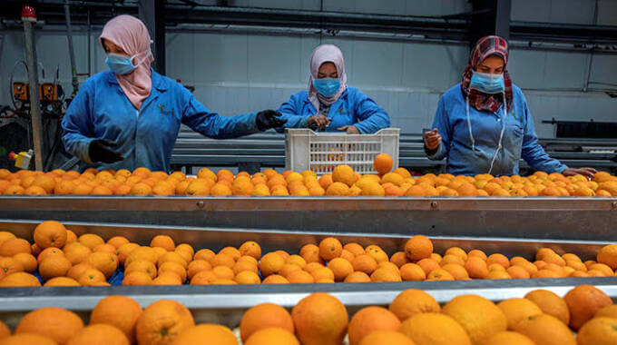 Leveraging Zimbabwe’s Climatic Advantages to Penetrate China’s Lucrative Fruit Market